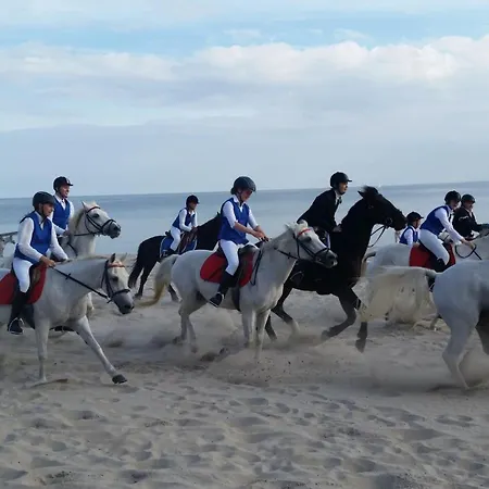 Rosa Canina, W8 Kellenhusen